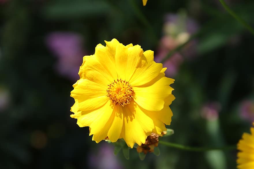tickseed, blomst, liten blomst, gul blomst, blomstre, gule kronblader, flora