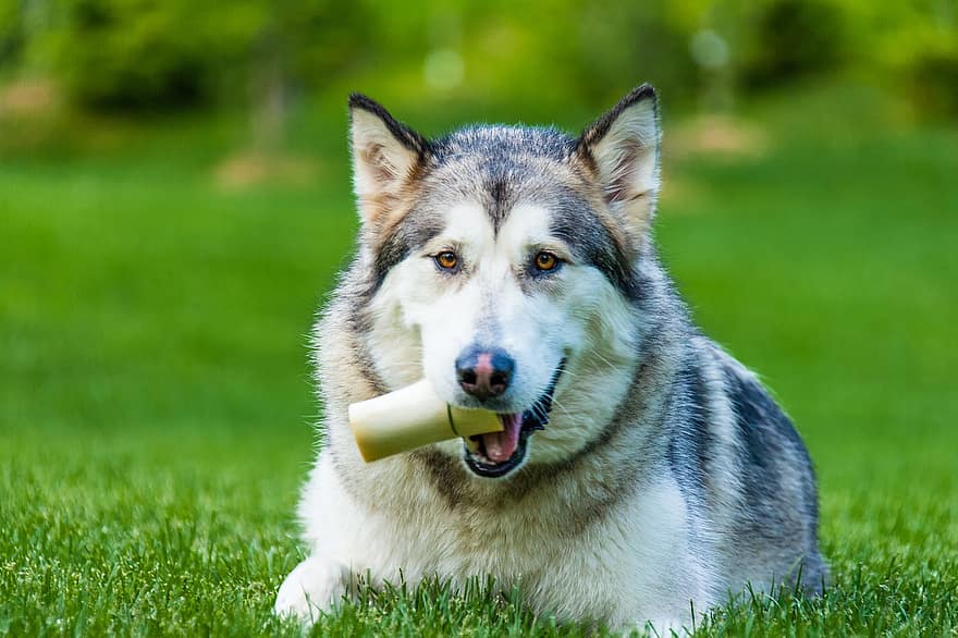 Сибирский хаски, собака, домашнее животное, животное, собачий, млекопитающее, домашняя собака, игривая собака