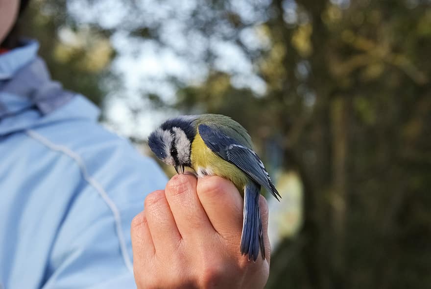 Blue Tit, Bird, Perched, Hand, Tit, Animal, Feathers, Plumage, Beak, Bill, Bird Watching