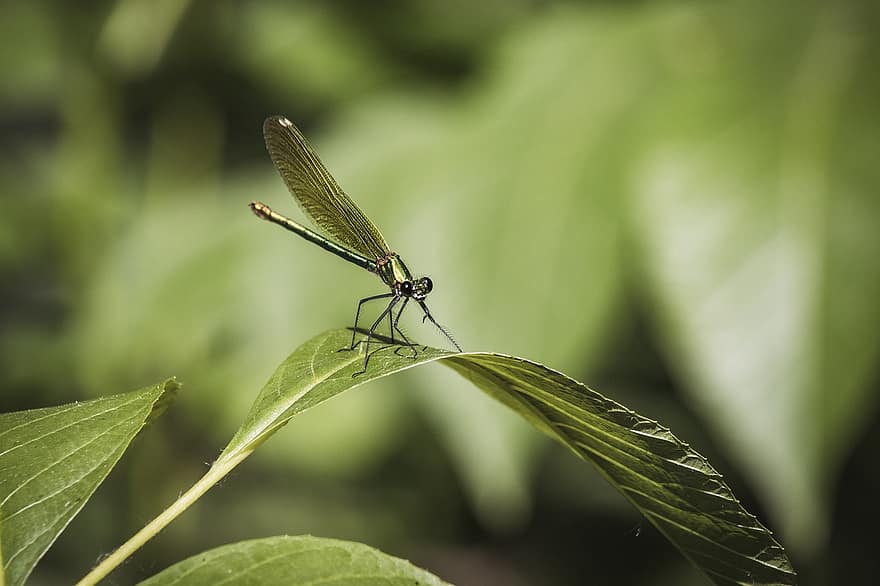 natur tapet, dragonfly, dragonfly vinger, vinger, fauna, damselfly, vakker, insekt, makro, bevinget insekt, Odonata