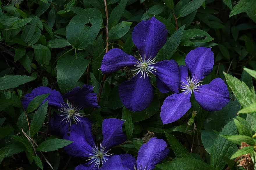 bloem, tuin-, clematis, blauw