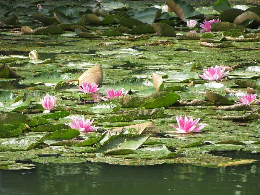 waterlelies, vijver, zwembad, meer, water, waterplant, nuphar lutea, groen, bloesem, bloeien, natuur