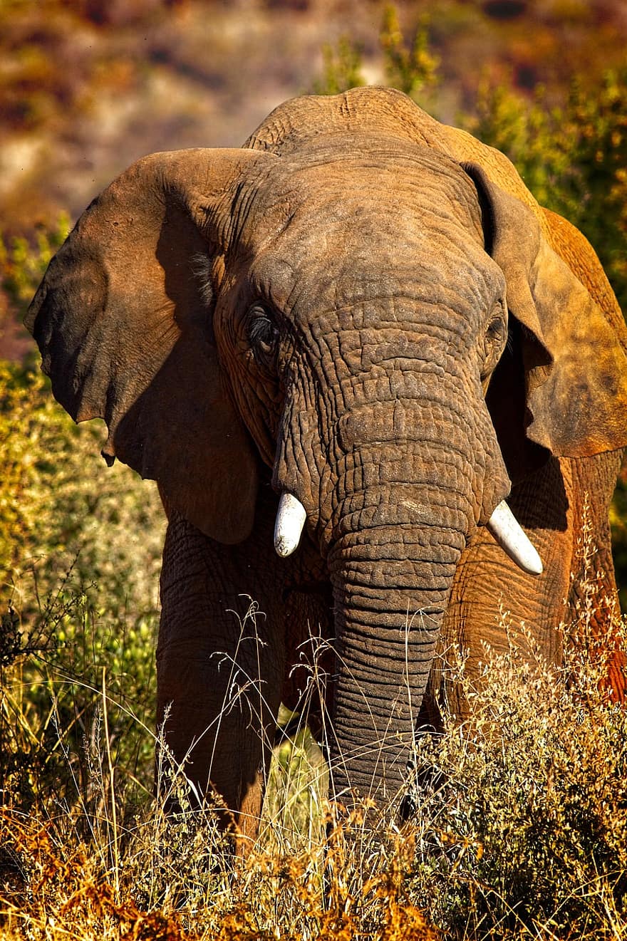 слон, бивни, багажник, слон бивни, багажник на слон, дебелокож, голямо животно, голям бозайник, див, диво животно, фотография на дивата природа