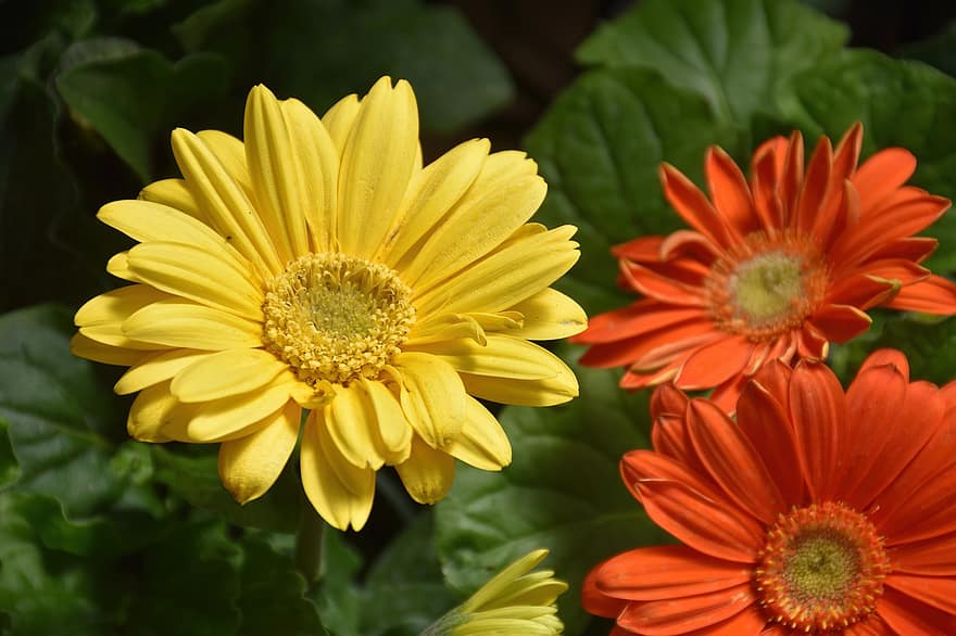 gerbera, daisy, blommor, orange tusensköna, gul tusensköna, kronblad, blomma, växter, natur, närbild, växt
