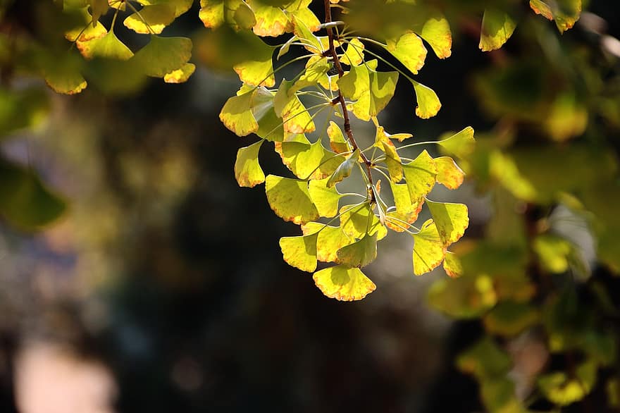 feuilles, l'automne, ginkgo biloba, arbre, en plein air, les bois, région sauvage, feuilles de ginkgo, la nature, feuille, jaune
