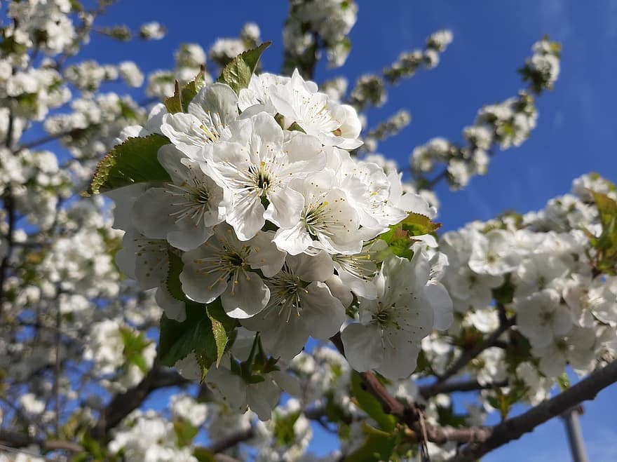 flori, primăvară, copac, floare de cires, natură, creştere, a inflori, inflori, Taganrog, floare, a închide