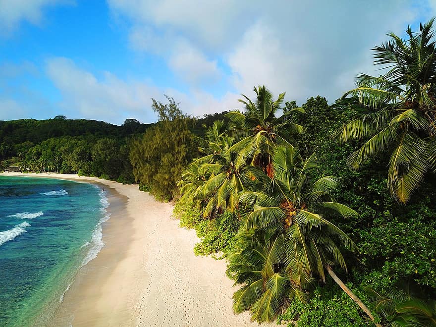 tapet, seychelles, tropical, plajă, palmier, nucă de cocos, ocean, mare, orizont, nisip, vacanţă
