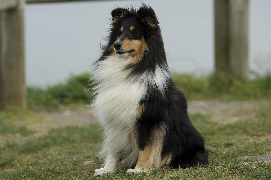 hund, shetland sheepdog, hunde, sidder, dyr, kæledyr, trofast, ledsager