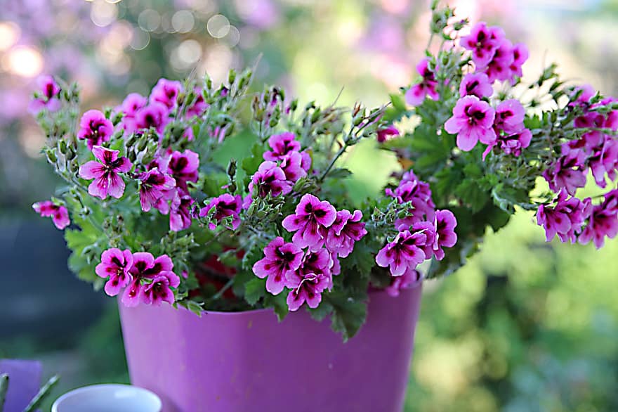 Geranium, Flowerpot, Plant, Flower, Pink, Nature, Flowers, Summer, Color, Blooming, Pot