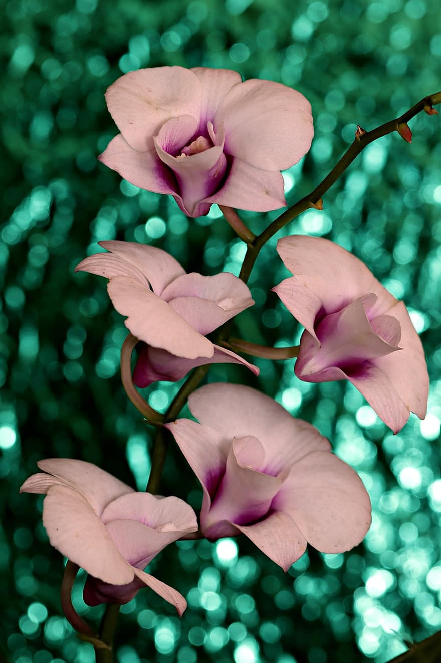 Dendrobium, Orchids, Flowers, Flora, Nature, leaf, plant, close-up, flower, summer, petal
