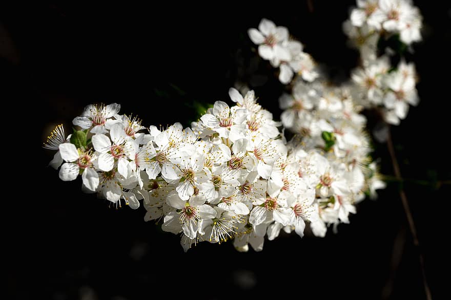 vit, blommor, blomma, flora, vita blommor, kronblad, vita kronblad, natur, fruktträd