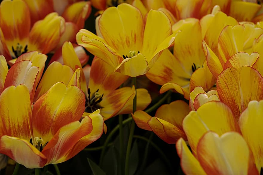 tulipany, płatki, rośliny, wiosna, kwiaty, żółty, kwiat, roślina, zbliżenie, lato, płatek