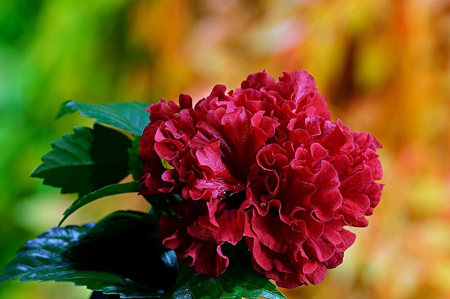 Hibiskus, Blume, Pflanze, Hibiscus Rosa Sinensis, rote Blume, Blütenblätter, Blätter, blühen, Natur