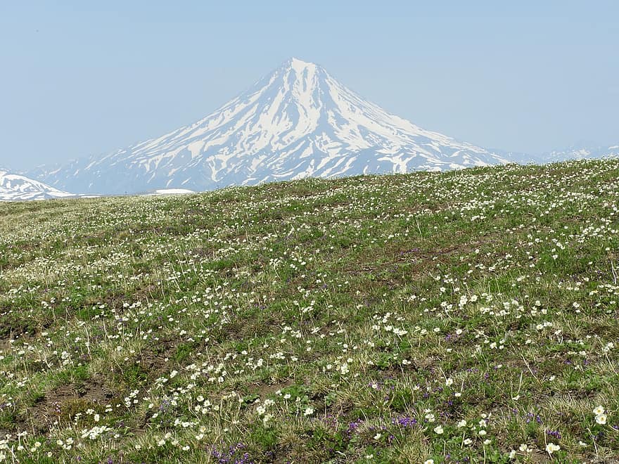 gunung berapi, musim semi, musim panas, dataran tinggi gunung, bunga-bunga, padang rumput alpine, kamchatka