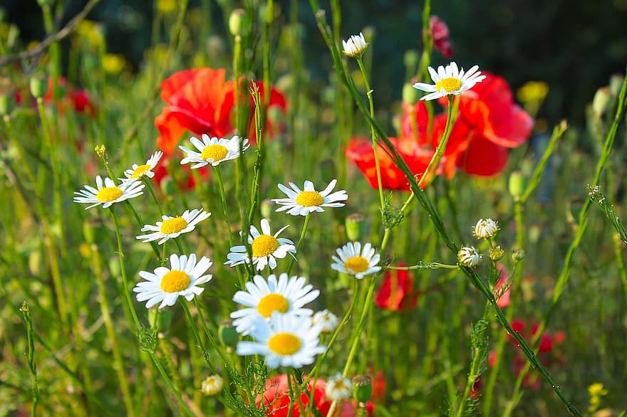Nature, Plants, Flowers, Chamomile, Meadow, The Beasts Of The Field, Flourishing, Colorful, Green, Peace Of Mind