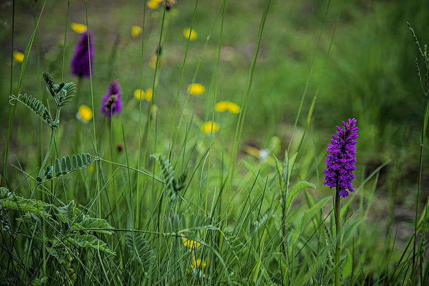 dienvidu purva orhideja, zieds, augiem, leoparda purva orhideja, purpura zieds, zied, wildflower, zāli, pļava, raksturs