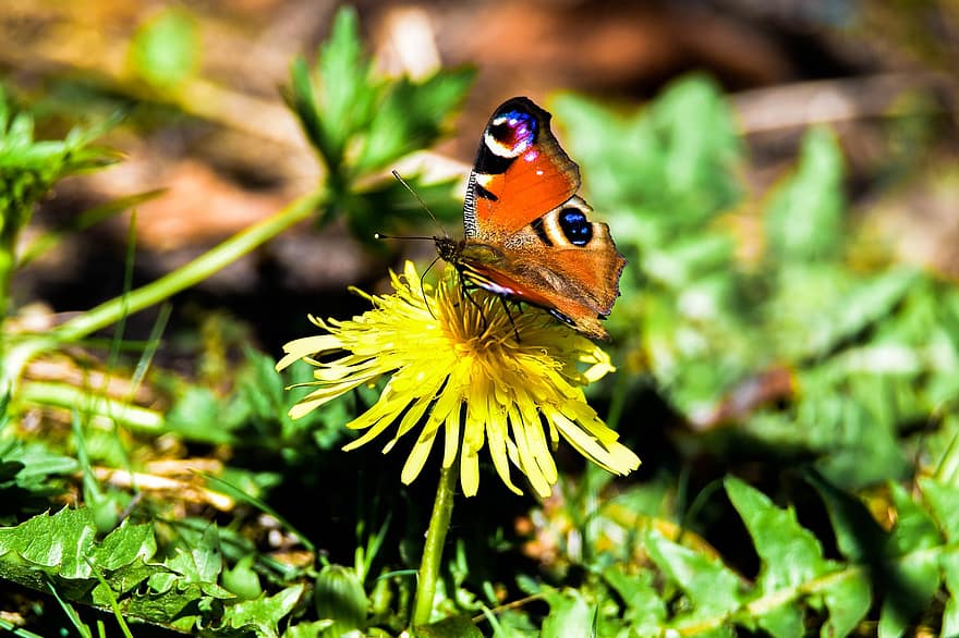 skrzydło, piękny, owad, Tapeta, naturalny, Zielony, Natura, motyl, zbliżenie, upuszczać, kreatura