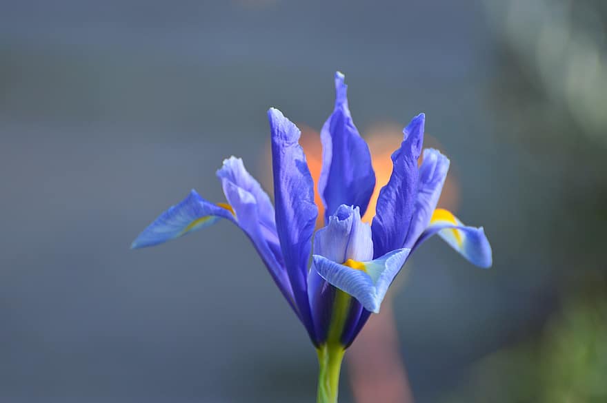duhovka, květ, rostlina, modrá iris, modrý květ, okvětní lístky, flóra, zahrada, Příroda, detailní