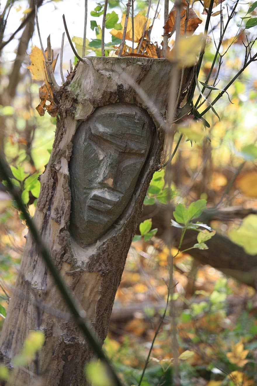 medis, veidas, drožyba, medžio kamienas, kelmas, menas, pobūdį