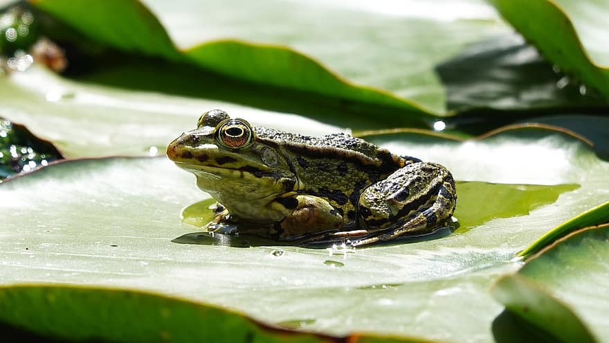 жаба, хидроплан, зелен, природа, езерце, водна лилия
