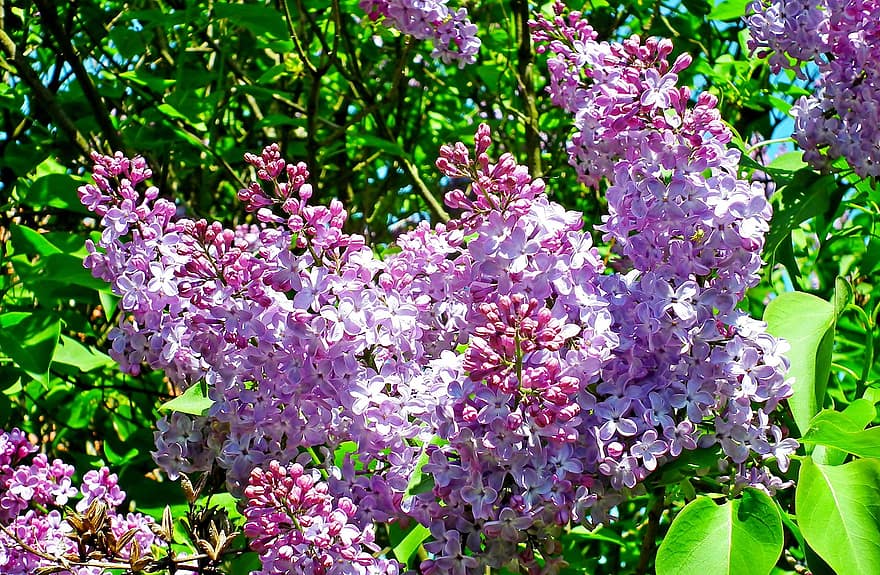Flowers, Lilac, Purple Flowers, Garden, Spring, plant, purple, flower, close-up, summer, leaf
