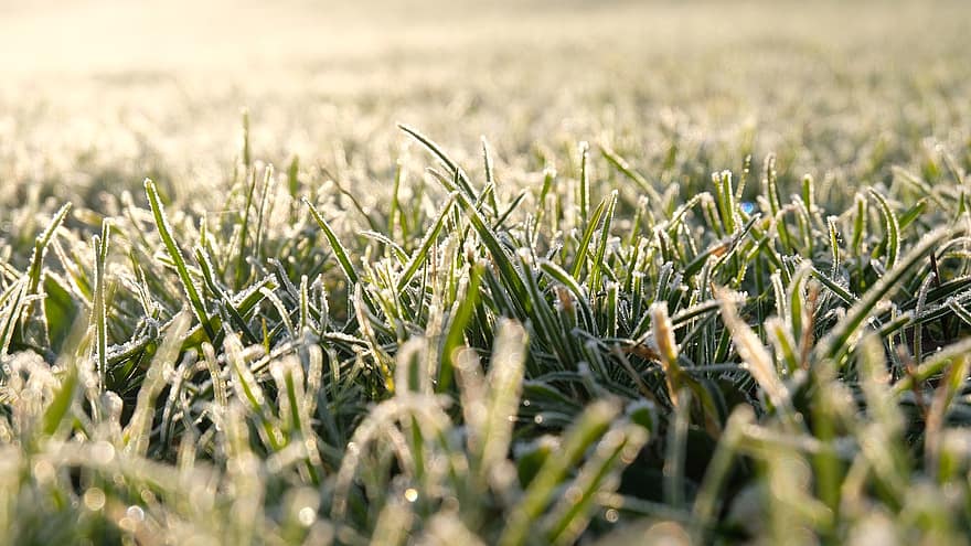 gräs, gräsmatta, is, kall, morgon-, närbild, grön färg, äng, sommar, växt, tillväxt
