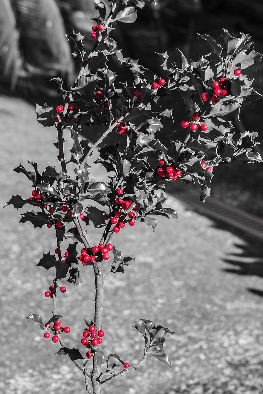 Holly, sarkanas bumbiņas, augu, indīgs augs