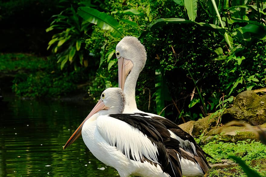 pelikanlar, kuşlar, nehir, göl, fauna, kıyısı,, gaga, vahşi hayvanlar, tüy, pelikan, tropikal iklim