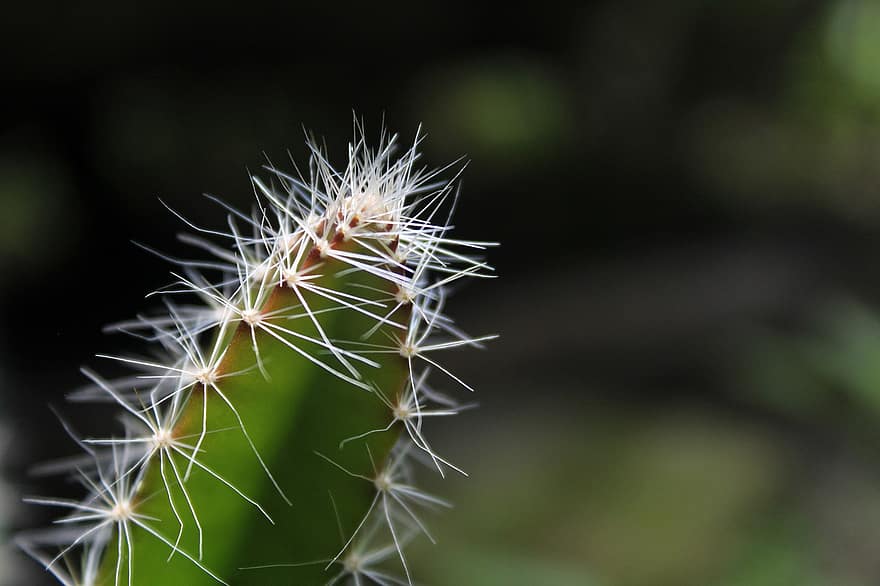 Cactus, Spiky Plant, Plant, Macro, close-up, green color, thorn, leaf, botany, summer, growth