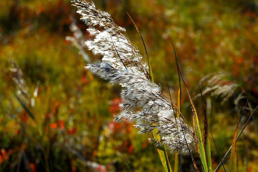 Reed, Plant, Flowers, Bloom, Feathery, Common Reed, Grass, Autumn, Fall, Swamp, Nature