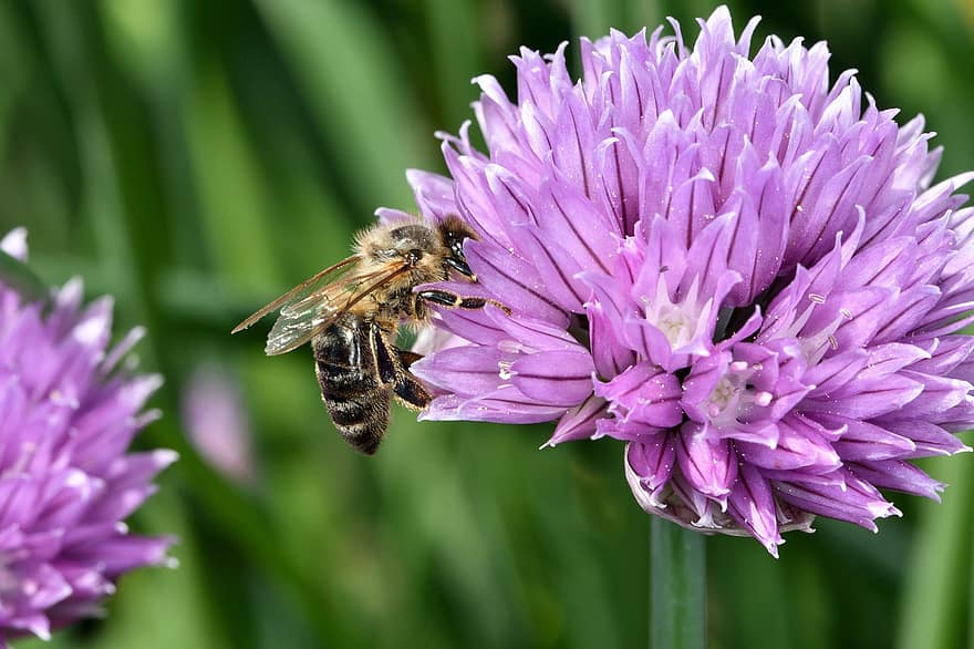 bi, insekt, blomst, kronblade, honningbi, honning, biavler, biavl, natur