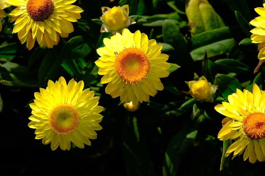 ดอกไม้, ดอกสีเหลือง, สวน, ธรรมชาติ, พืช, ป่า, สีเหลือง, ฤดูร้อน, ปลูก, ใกล้ชิด, กลีบดอกไม้