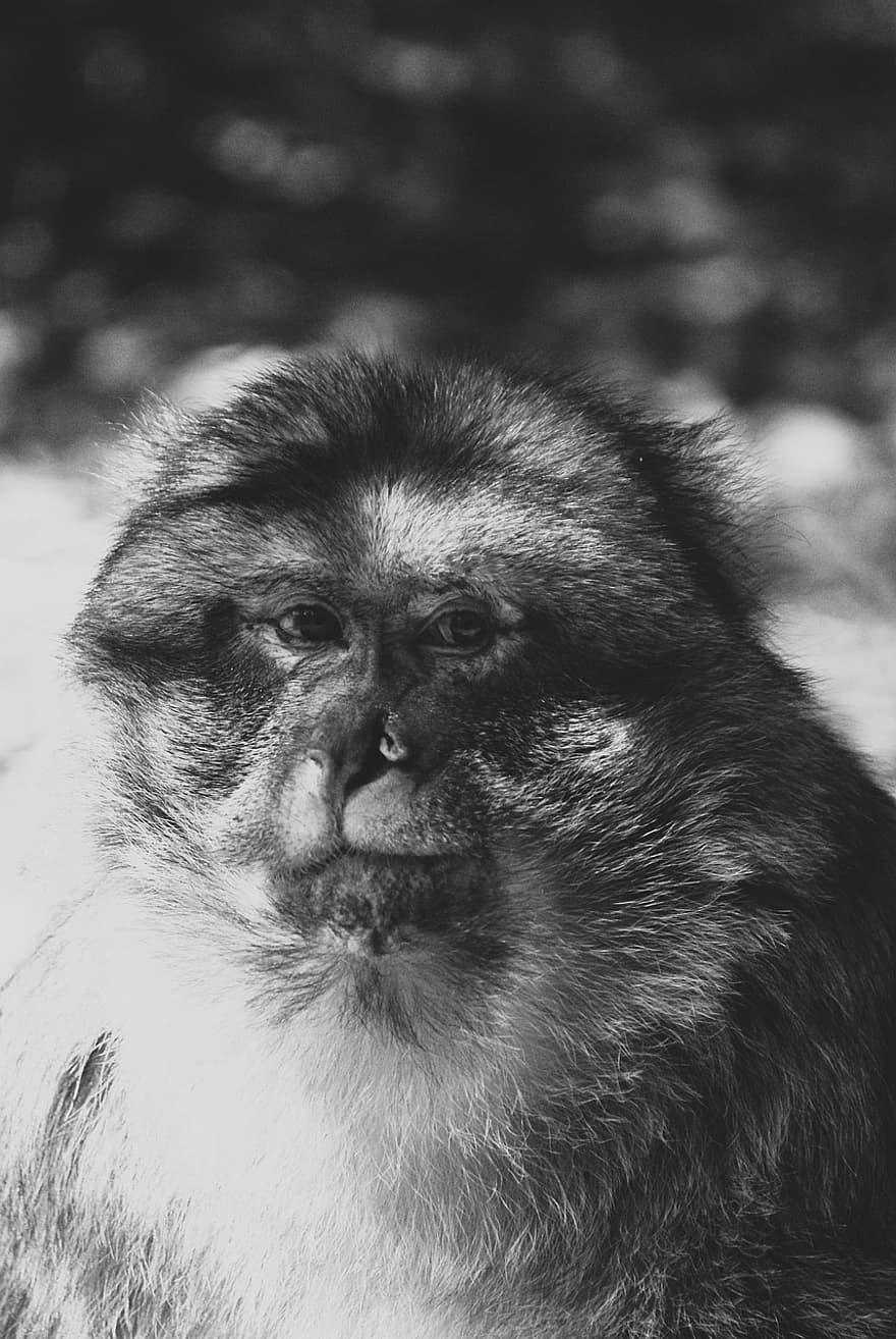 aap, primaat, Barbarijse makaak, Marokkaans, zoogdier, atlas bergen, Barbary Monkey, dieren in het wild, portret, detailopname, zwart en wit