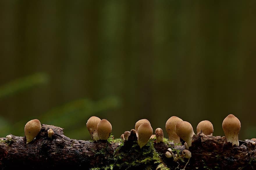 houby, věda o houbách, les, růst, detail, houba, rostlina, list, sezóna, zelená barva, podzim