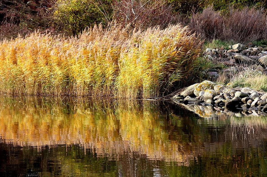 canas, lago, outono, cores do outono, temporada, natureza