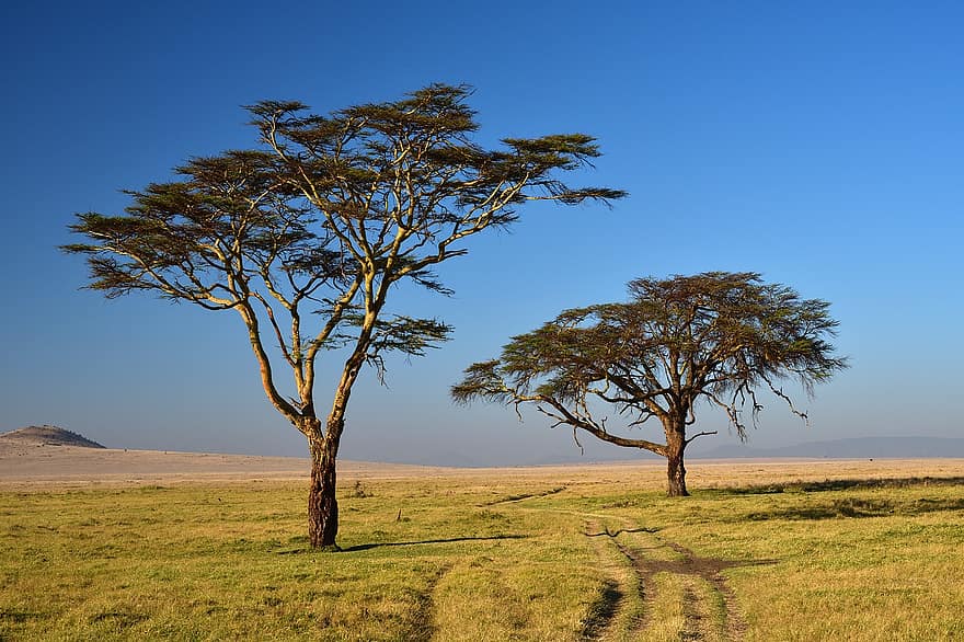 fák, sztyeppe, tájkép, szafari, természet, Lewa, Kenya, fa, nyári, fű, kék