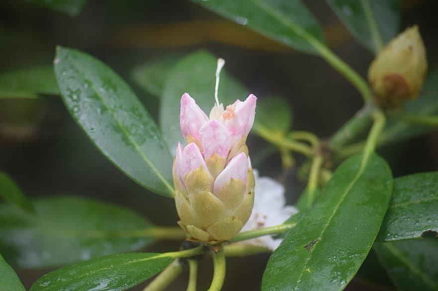 Rhododendron, Knospe, Blume, blühen, Rosa, Weiß, Grün, Berg, Wald, Pflanze, Frühling