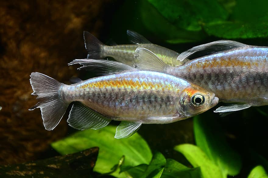 peşte, Mascul Congo Tetra, Phenacogrammus Interruptus, acvariu, sub apă, apă, a închide, Culoarea verde, climat tropical, prospeţime, multi colorate