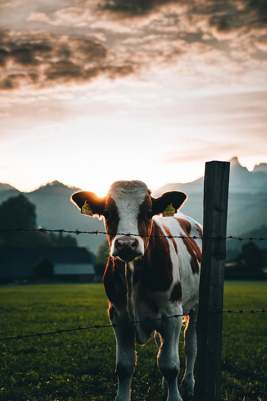 kráva, paddock, západ slunce