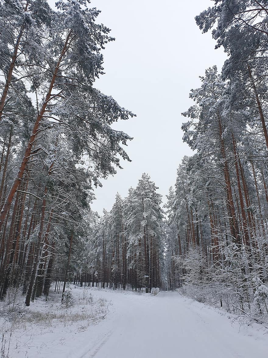 drum, pădure, iarnă, copaci, zăpadă, îngheţ, îngheţat, gheaţă, rece, cale, șosea