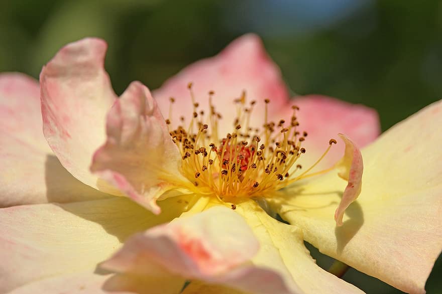 Climbing Rose, Rose, Blossom, Bloom, Garden, Pollen, Stamens, Stigma, Flora, Floriculture, Horticulture
