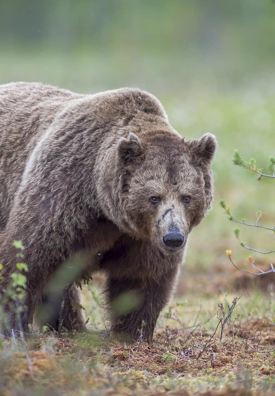 brun bjørn, bære, dyr, rovdyr, farligt, pattedyr, natur, dyreliv, dyr i naturen, Skov, truede arter