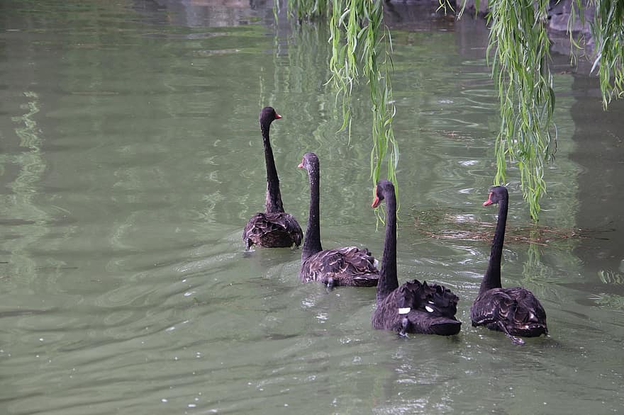 Swans, Black Swans, Birds, Wading, Waterfowls, Water Birds, Aquatic Bird, S Animal, Fauna, Animal World, Pond