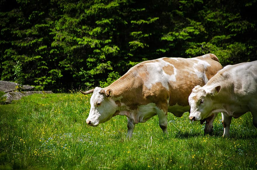крави, говеда, полета, паша, добитък, трева, преживно животно, бозайник, животновъдство, животно, рога