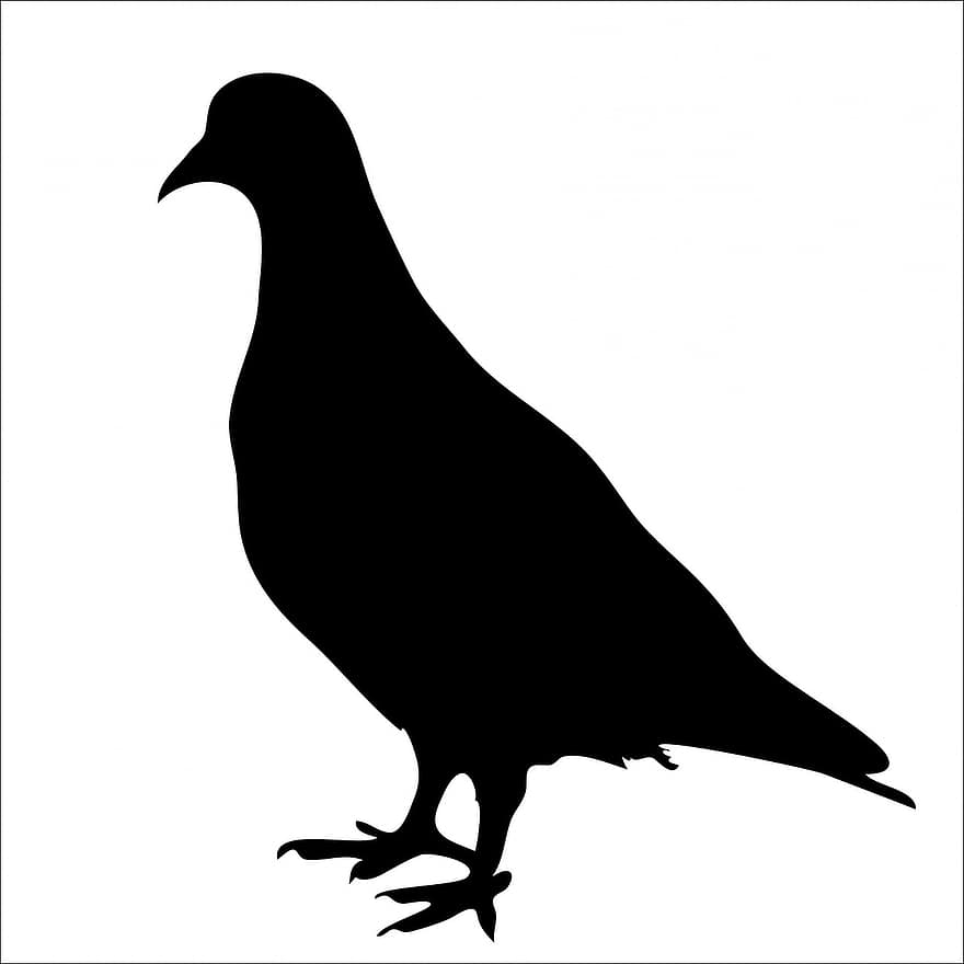 птица, гълъб, черно, Силует на животно, изкуство, изолиран, бял, заден план, форма