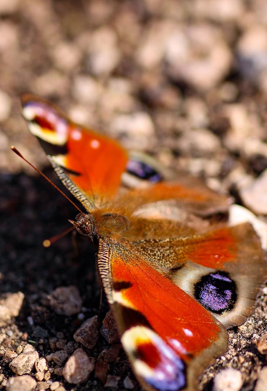 mariposa, mariposa pavo real, multicolor, macro, primavera, parque