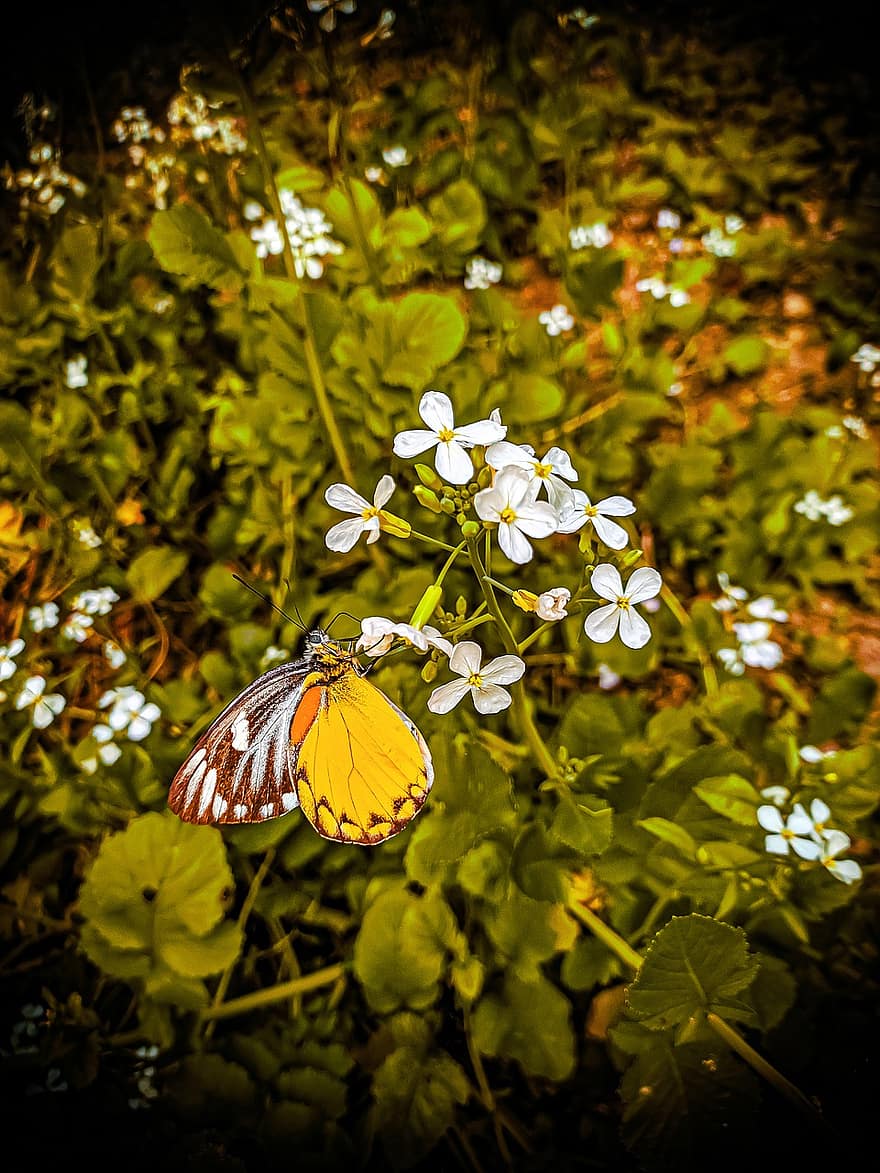 sommerfugl, blomster, petals, busk, blader, insekt, bug