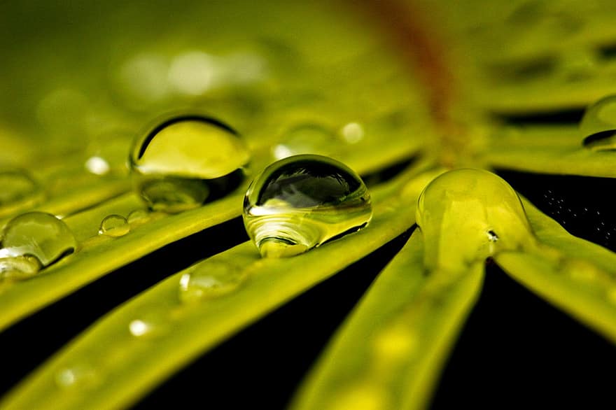 Leaves, Dew, Reflection, Dewdrops, Fern, Green, Plant, Wet, Raindrops, Water Droplets, Nature