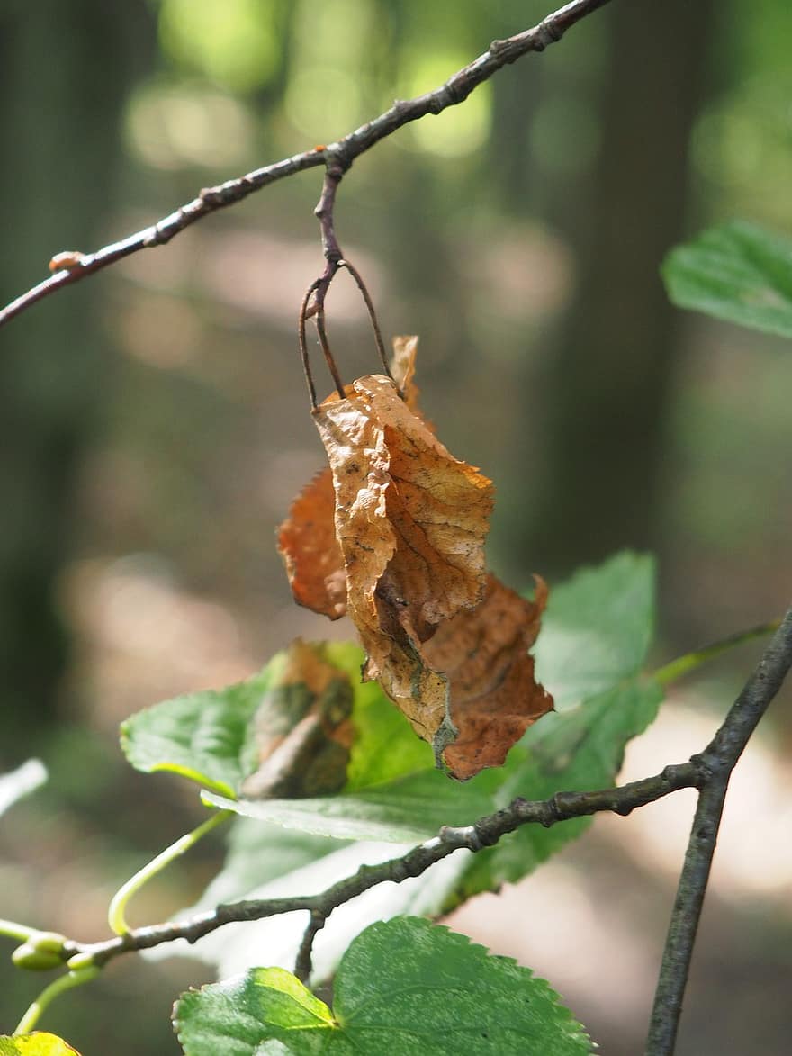Leaves, Dried Leaf, Foliage, Nature, Nizhny Novgorod, leaf, close-up, tree, autumn, plant, green color