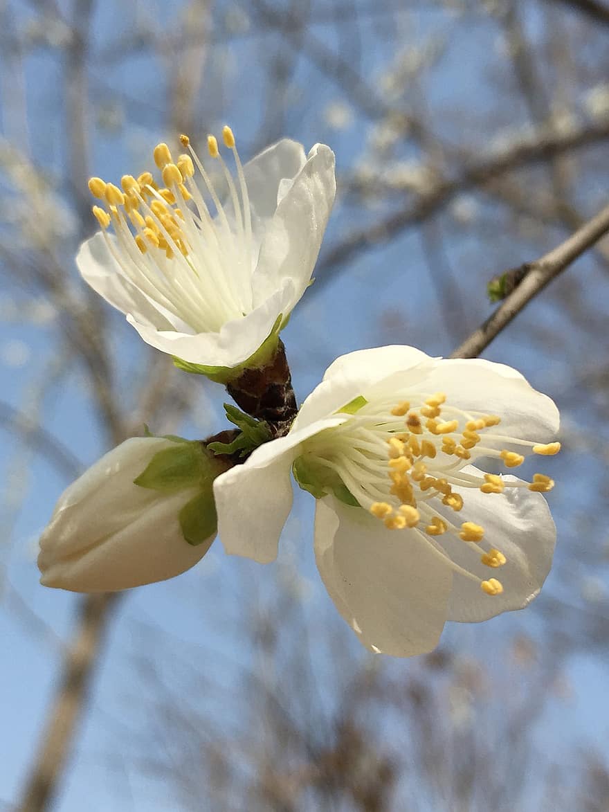 Flowers, Branch, Tree, Bud, Bloom, Blossom, Plant, Flora, Nature